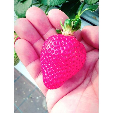 The Paradise Garden ซาเซะโบ ภายนอก รูปภาพ