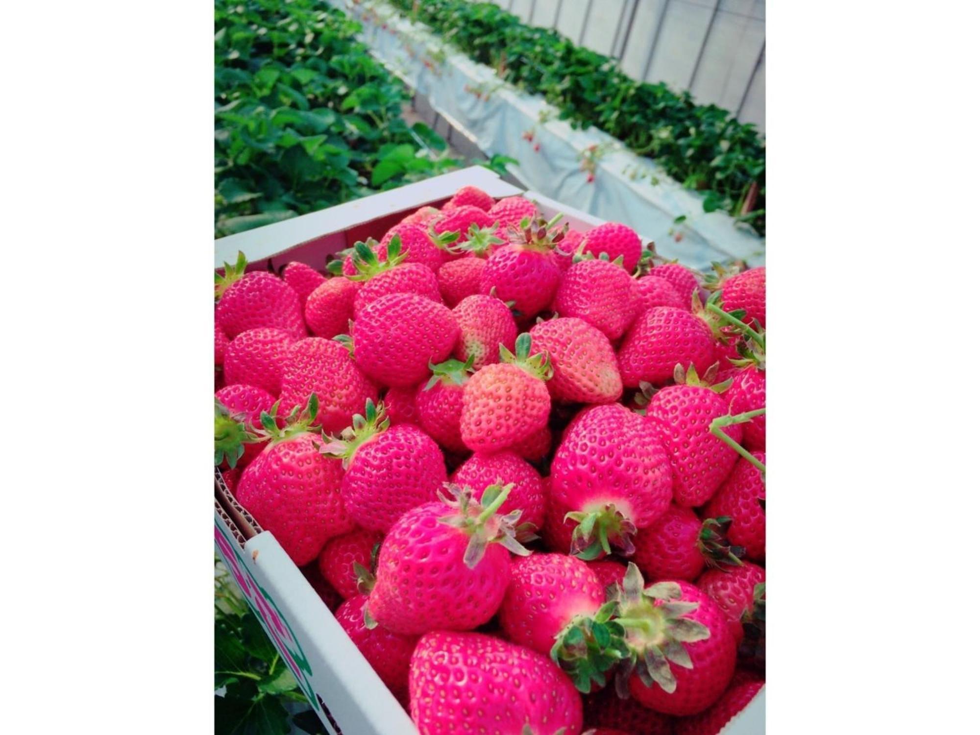 The Paradise Garden ซาเซะโบ ภายนอก รูปภาพ