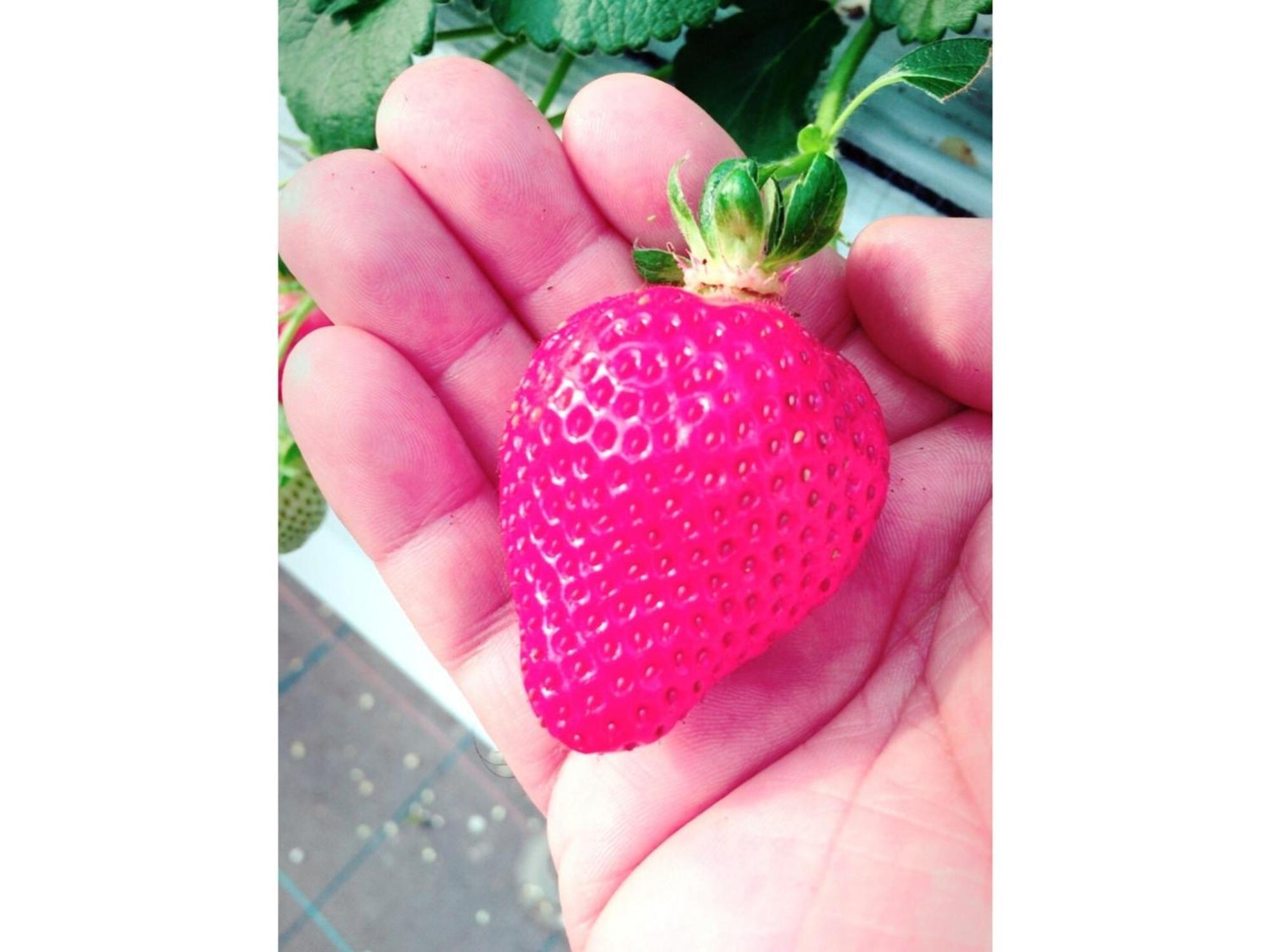 The Paradise Garden ซาเซะโบ ภายนอก รูปภาพ
